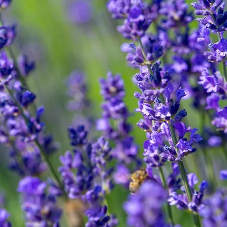 The Old Border ホテル 3*