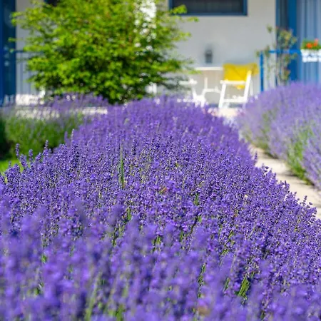 The Old Border 3* ヴァマ・ヴェケ